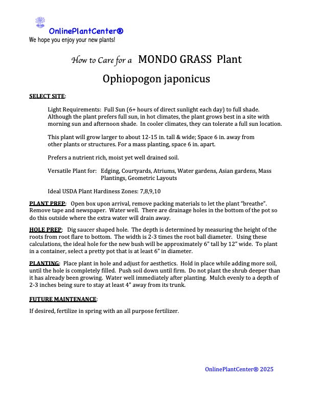 Grass Mondo Grass Plant in a 6-in. (1 Gal.) Grower Pot