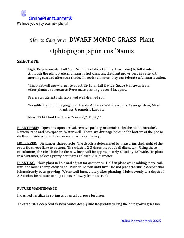 Grass Dwarf Mondo Grass Plant in a 6-in. (1-Gal.) Grower Pot