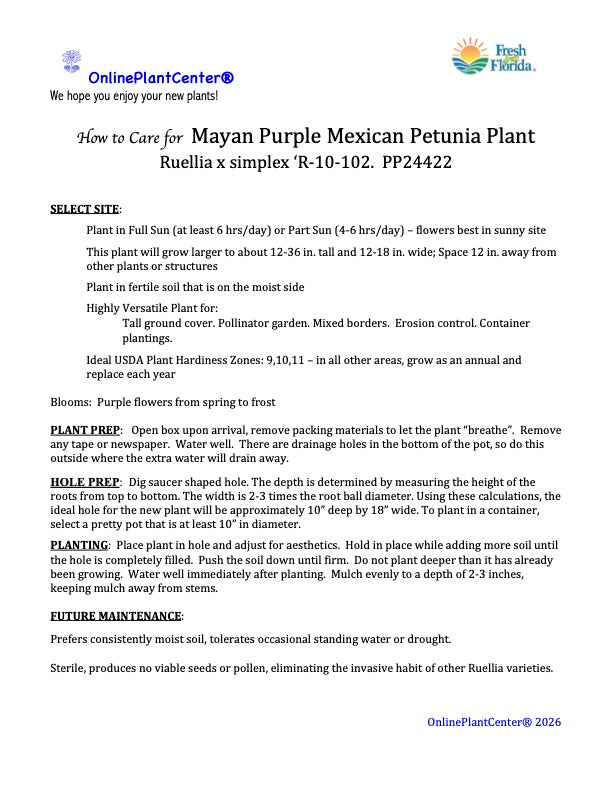 Ruellia Mayan Purple Mexican Petunia Shrub (Purple Flowers) in a 10 in. (3 gal.) Grower Pot