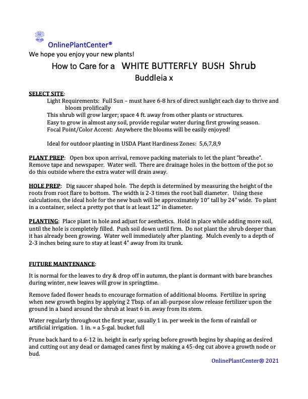 Buddleia Butterfly Bush White Flowering Shrub (White Flowers) in 10 in. (3 Gal.) Grower Pot