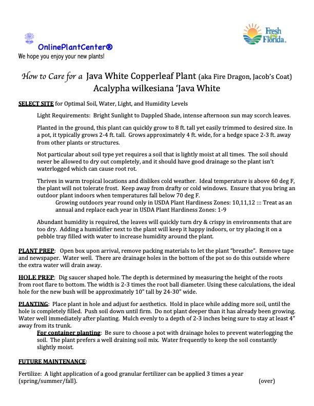 Acalypha Java White Copperleaf Shrub in a 10 in. (3 Gal.) Grower Pot