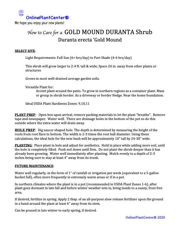 Duranta Gold Mound Flowering Shrub (Tiny Lavender Flowers) in 10 in. (3 Gal.) Grower Pot