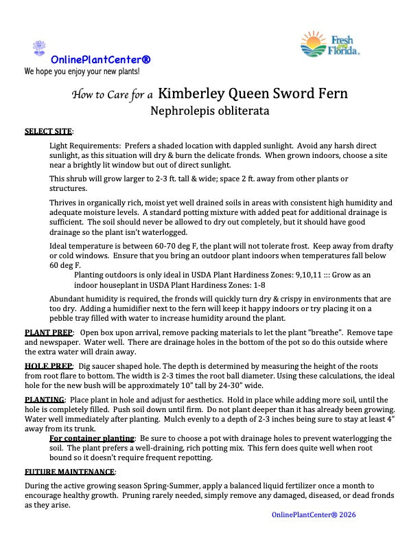 Fern Nephrolepis Kimberley Queen Fern Plant in a 6-in. (1-gal.) Black Grower Pot