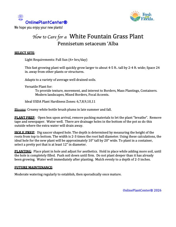 Grass Pennisetum White Fountain Grass Plant (Creamy White Flowers) in a 10 in. (3 Gal.) Grower Pot