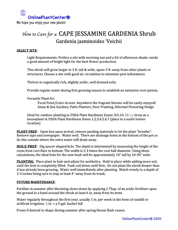Gardenia Veitchii Flowering Shrub (White Blooms) in 10 in. (3 Gal.) Grower Pot