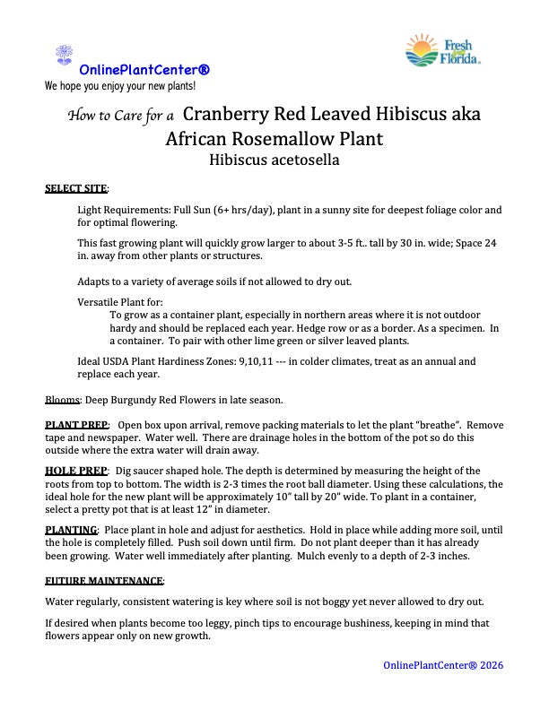 Cranberry Red Leaf Hibiscus African Rosemallow Plant (Red Flowers) in a 10-in. (3 Gal.) Grower Pot