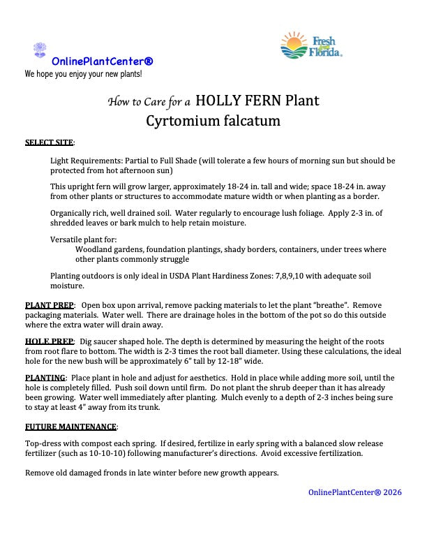 Cyrtomium Holly Fern Plant in a 6-in. (1-gal.) Grower Pot