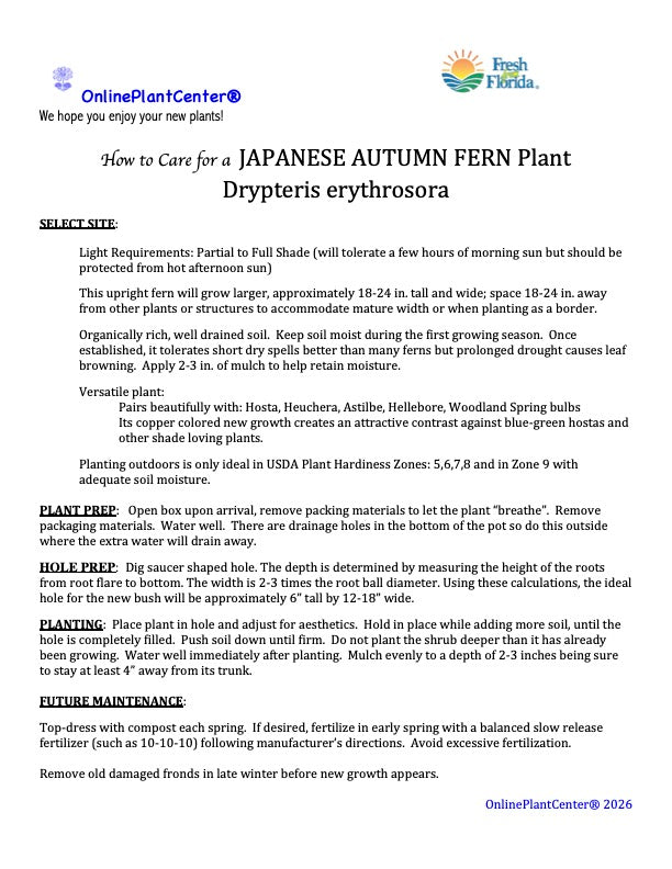 Fern Drypoteris Japanese Autumn Fern Plant in a 6-in. (1-gal.) Black Grower Pot