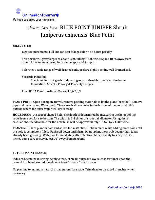 Juniper Blue Point Shrub in 10 in. (3 Gal.) Grower Pot