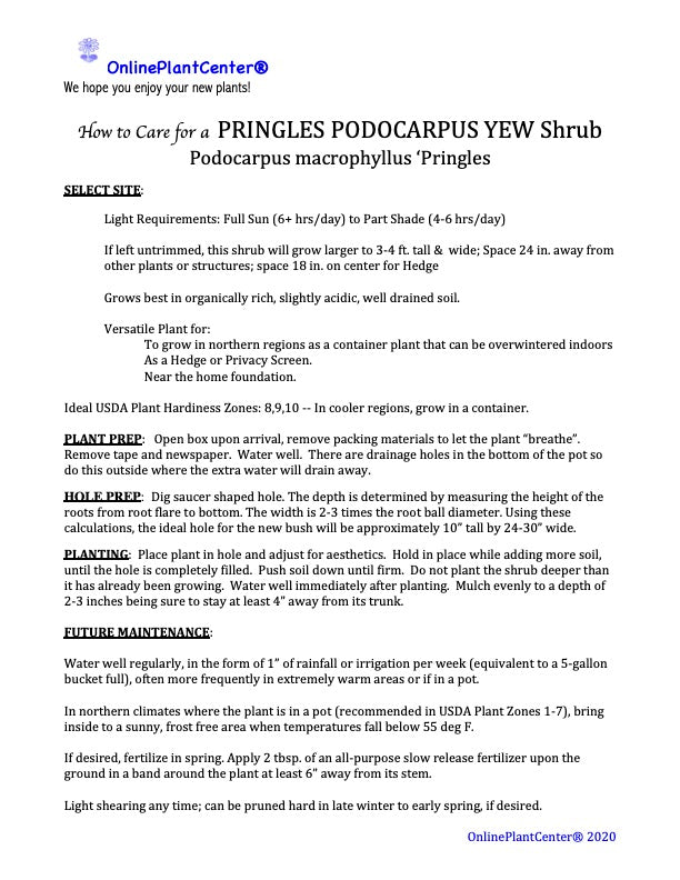 Podocarpus Pringles Dwarf Yew Shrub in 10 in. (3 Gal.) Grower Pot