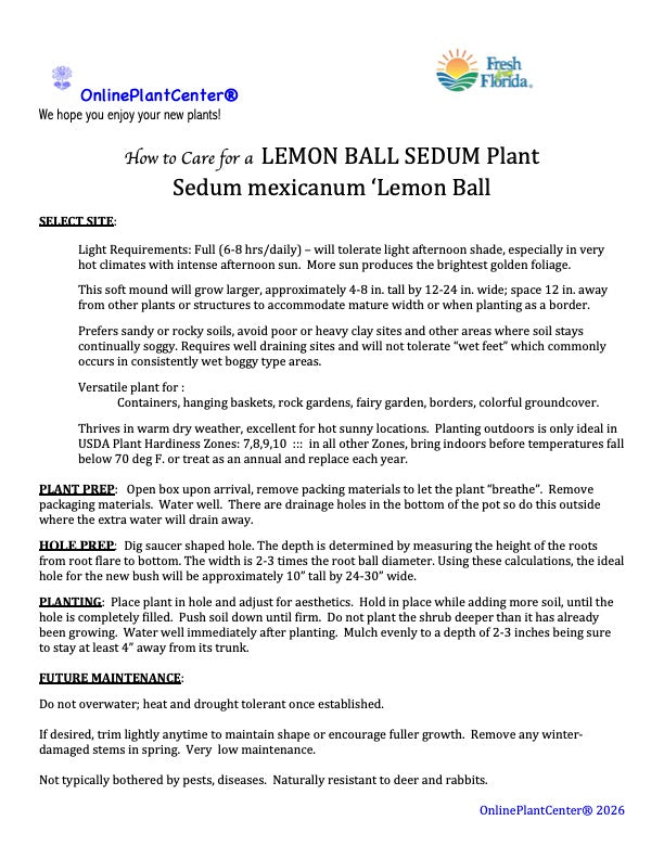 Sedum Lemon Ball Sedum Perennial Plant Yellow Flowers in a 6-in. (1-gal.) Black Grower Pot