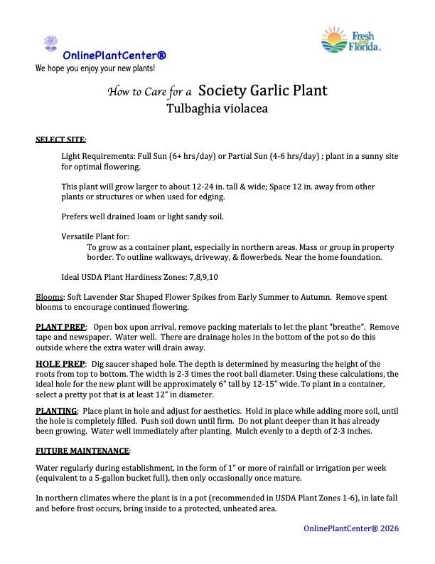 Tulbaghia Society Garlic (Tulbaghia) Perennial Plant Lavender Flowers in a 6-in. (1-gal.) Black Grower Pot