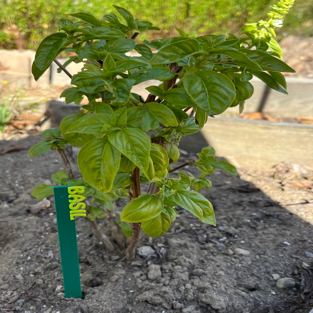 Garden Marker Stakes - HERBS
