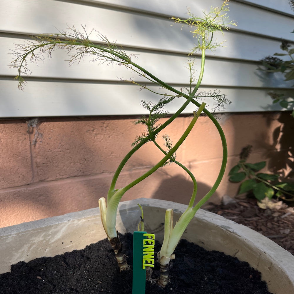 Garden Marker Stakes - HERBS