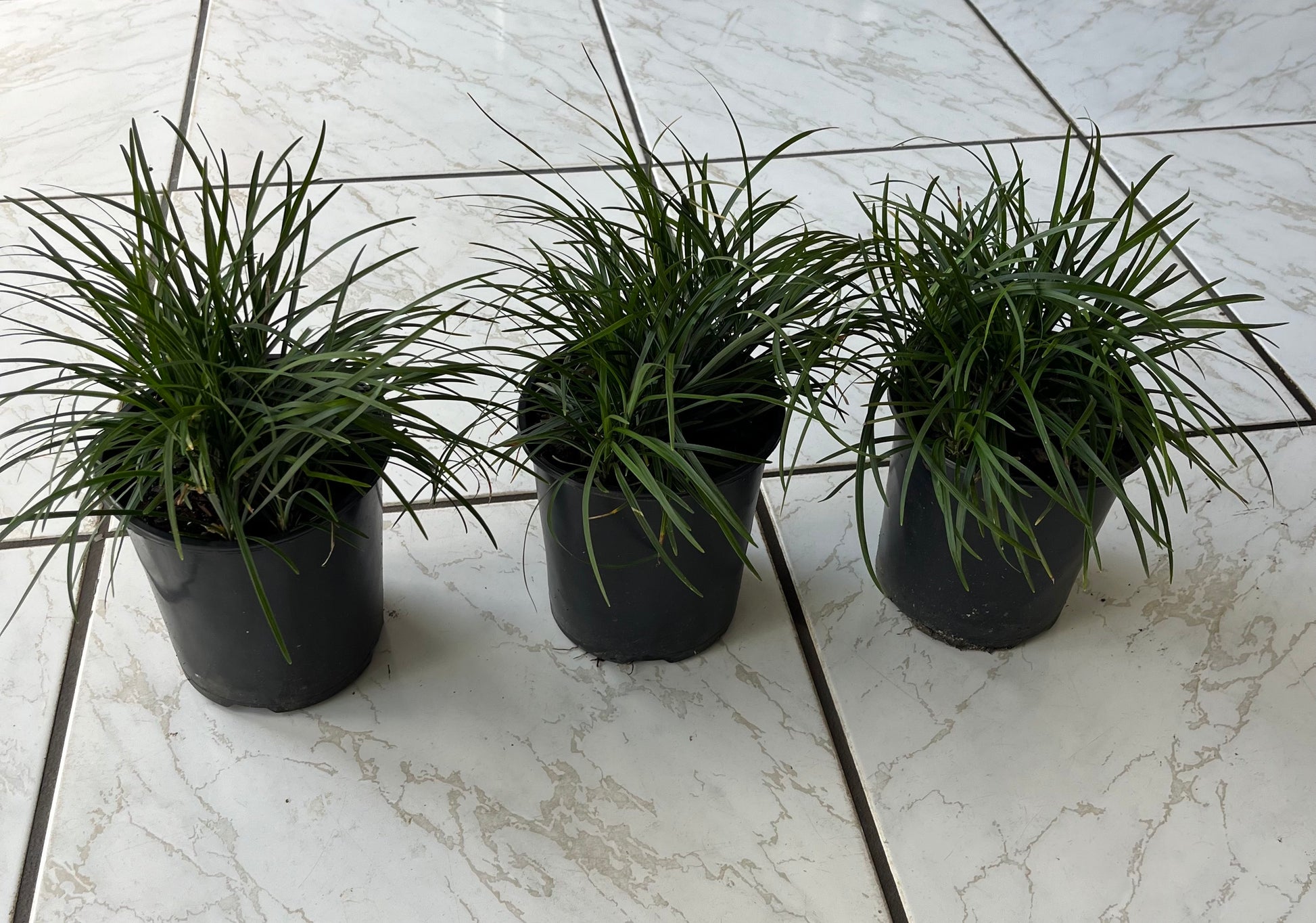grass plant pot Grass Ophiopogon Mondo Grass Plant in a 6-in. (1 Gal.) Grower Pot – OnlinePlantCenter