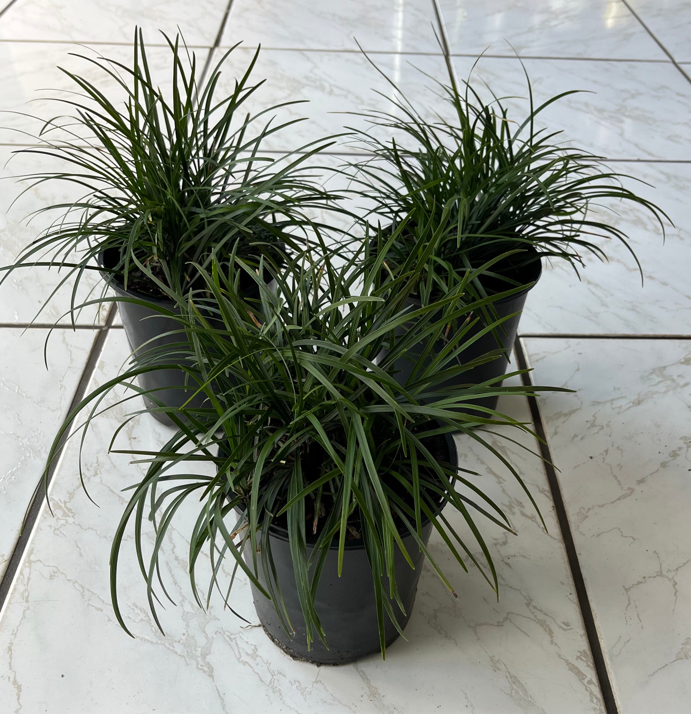 pot grass plant Grass Ophiopogon Mondo Grass Plant in a 6-in. (1 Gal.) Grower Pot