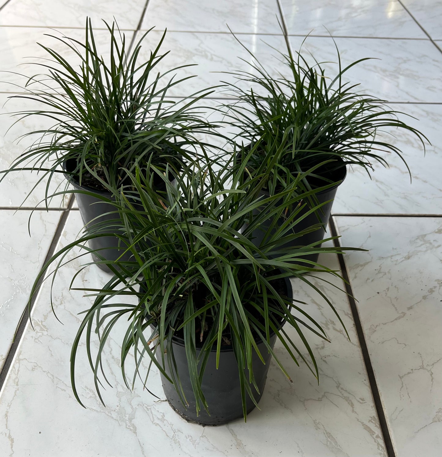 Grass Mondo Grass Plant in a 6-in. (1 Gal.) Grower Pot