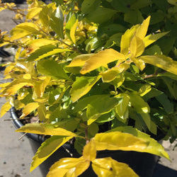 Duranta Gold Mound Flowering Shrub (Tiny Lavender Flowers) in 10 in. (3 Gal.) Grower Pot