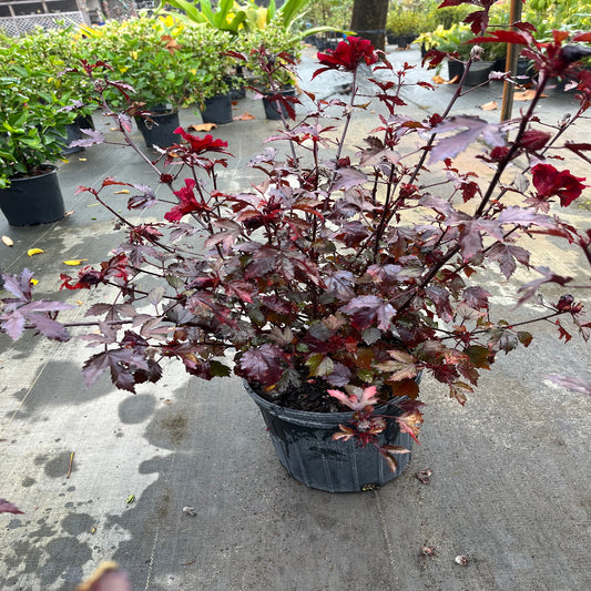 Cranberry Red Leaf Hibiscus African Rosemallow Plant (Red Flowers) in a 10-in. (3 Gal.) Grower Pot