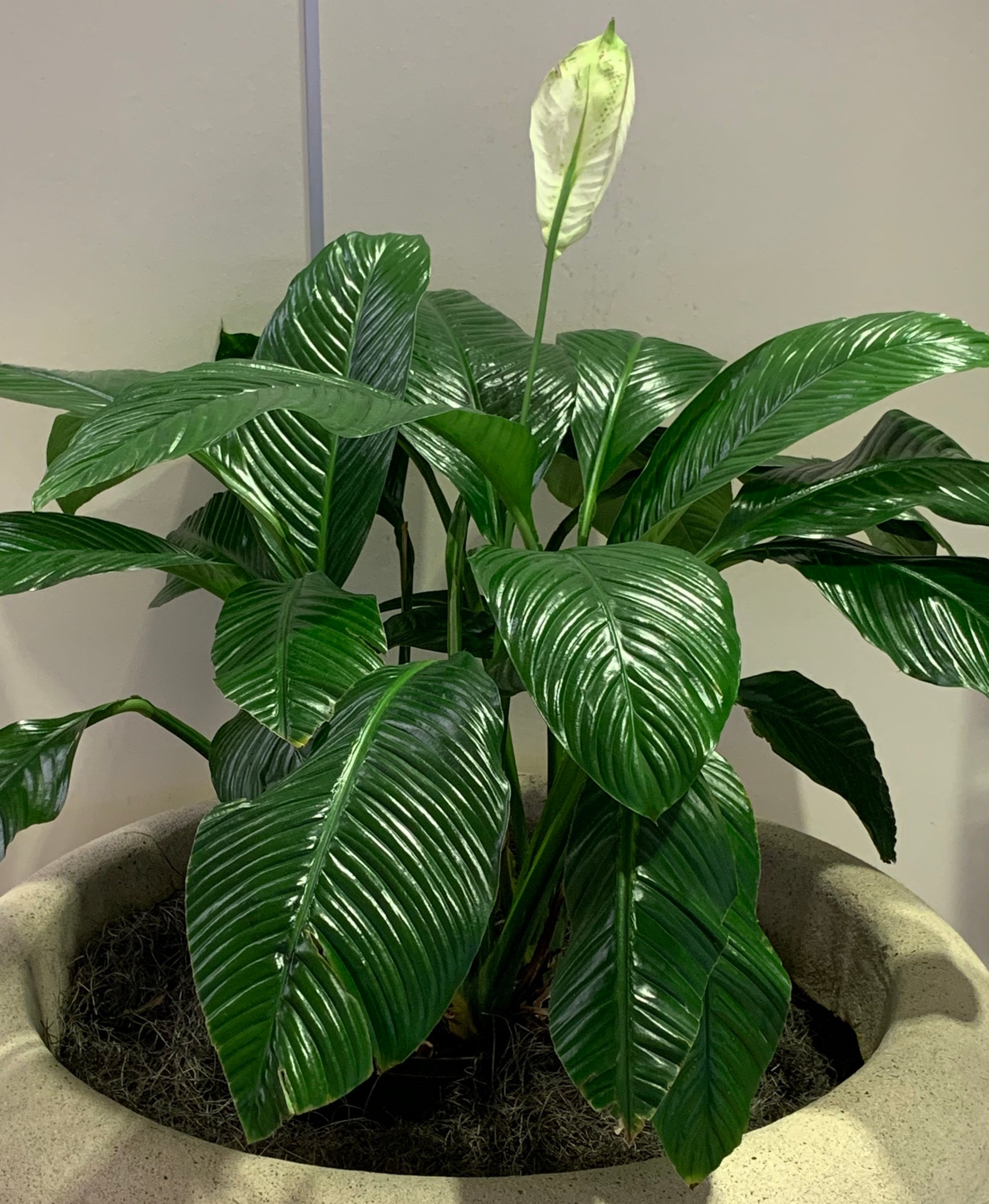 spath peace lily Spathiphyllum Peace Lily Plant (White Flowers) in 10 in. (3 Gal.) Grow – OnlinePlantCenter